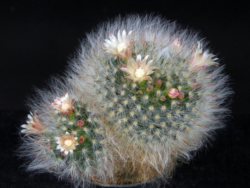 Sales plant with flowers and buds