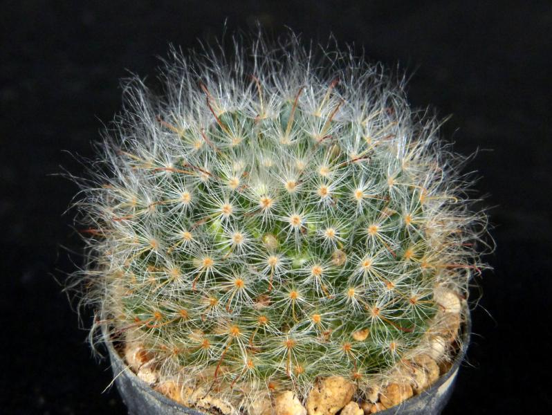 Sales plant (sample)
