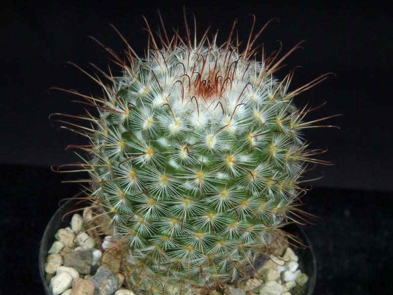 Sales plant (sample)