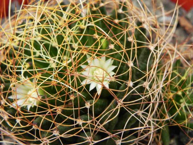 Mutterplanze mit Blüte