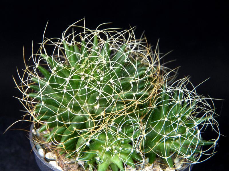 Verkaufspflanze (Beispiel), Größe M