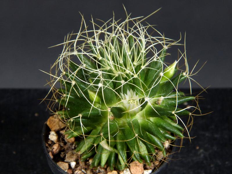 Sales plant (sample)