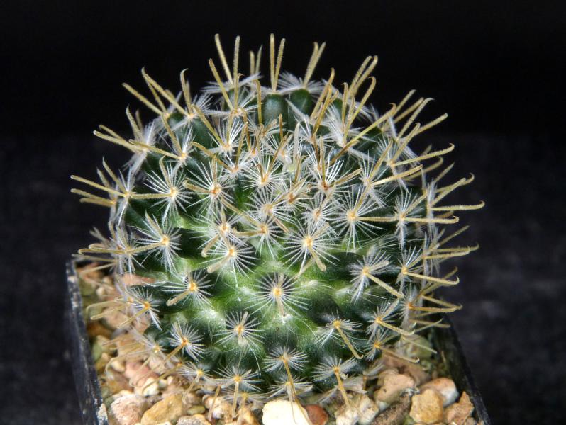 Sales plant (sample)