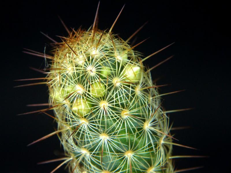 Verkaufspflanze (Beispiel)