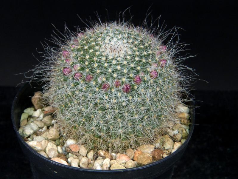 Sales plant with buds