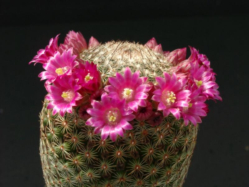 Mutterplanze mit Blüte