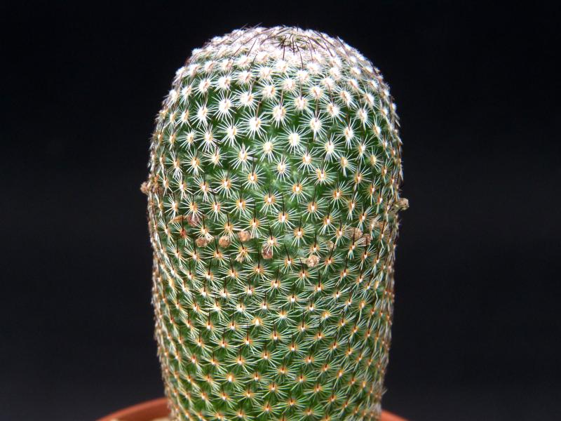 Mammillaria matudae