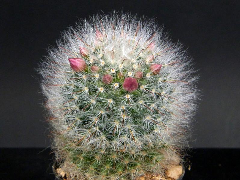 Sales plant (sample)