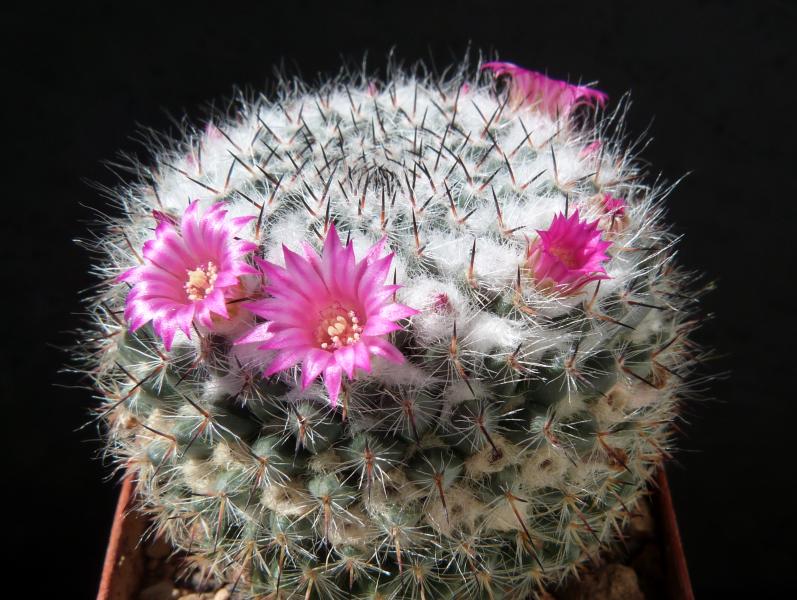Mother plant with flowers