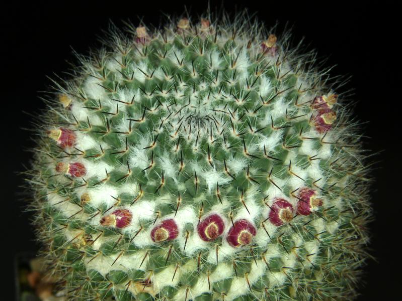Mother plant with fruits