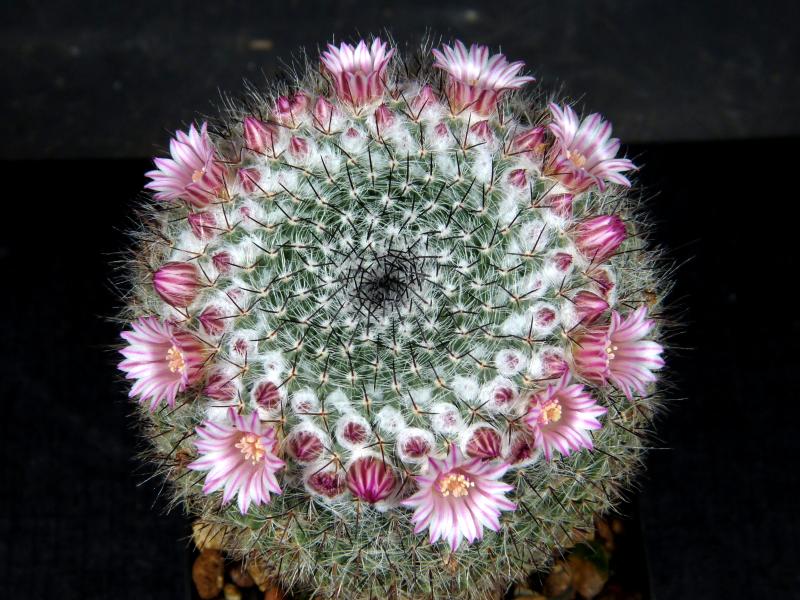 Mother plant with flowers