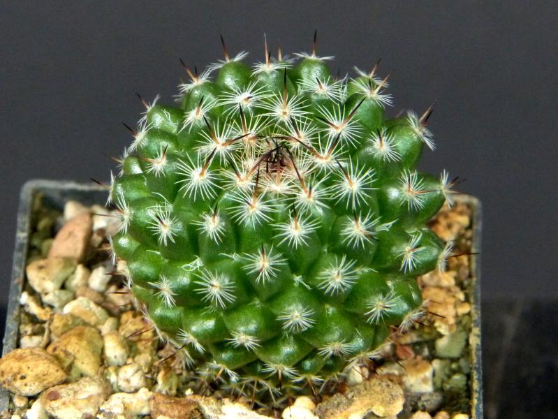 Sales plant (sample)