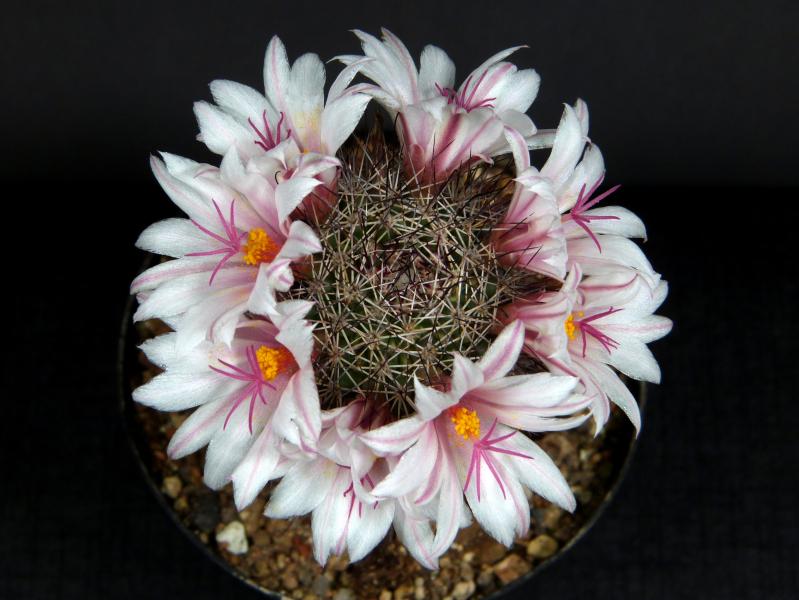 Motherplant with flowers