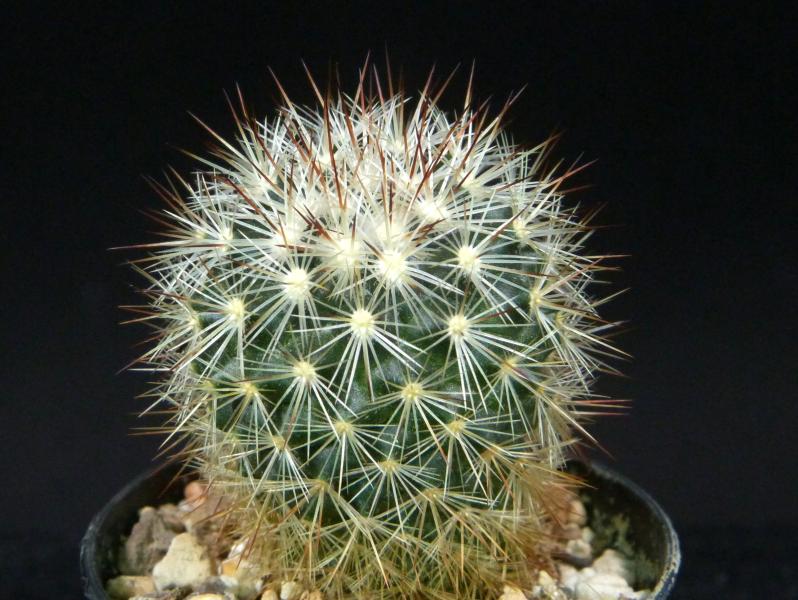 Sales plant (sample)