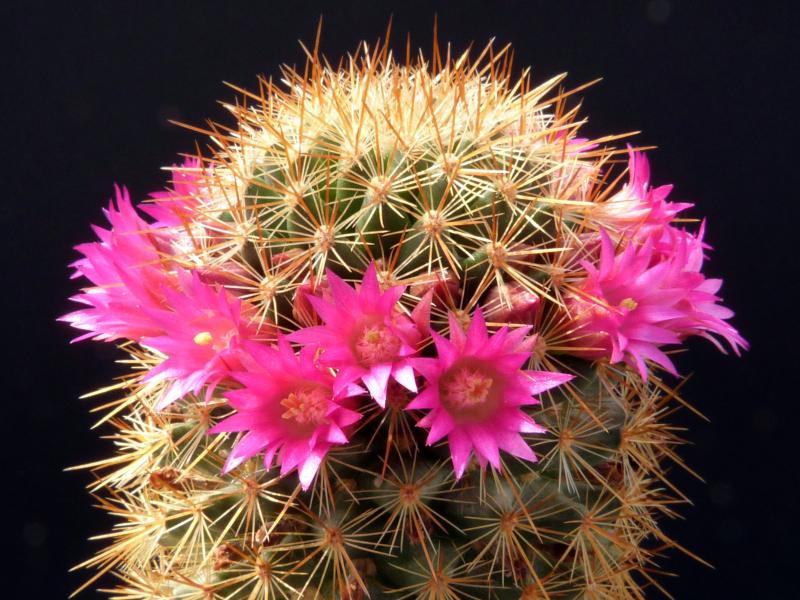 Motherplant with flowers