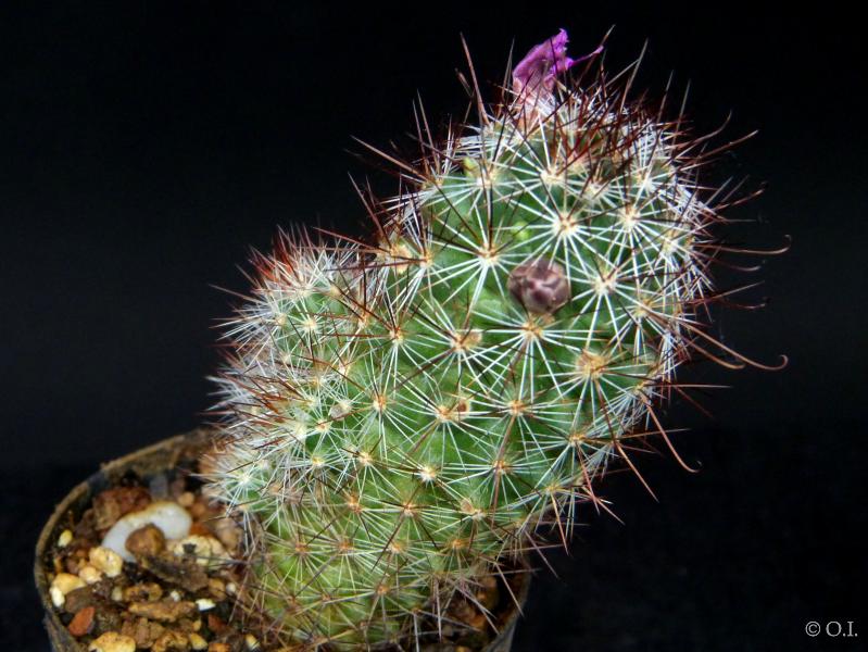 Sales plant (sample)