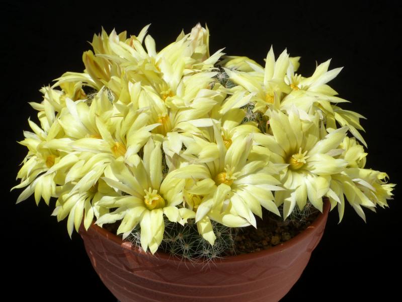 Mother plant with flowers