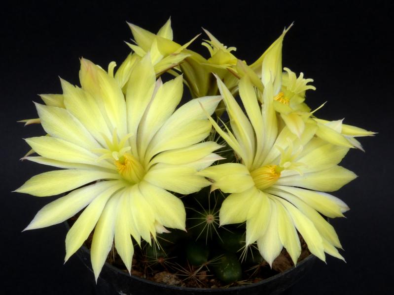 Motherplant with flowers