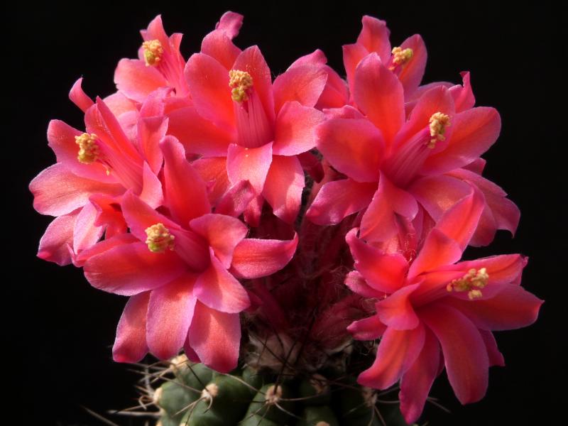 Mother plant