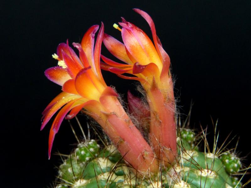 Flowers of mother plant