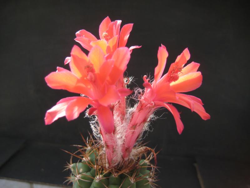 Flower of mother plant
