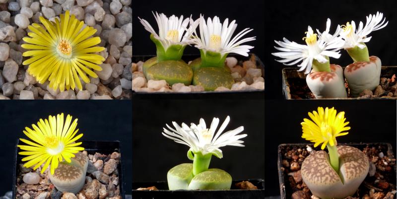 Plants with flowers