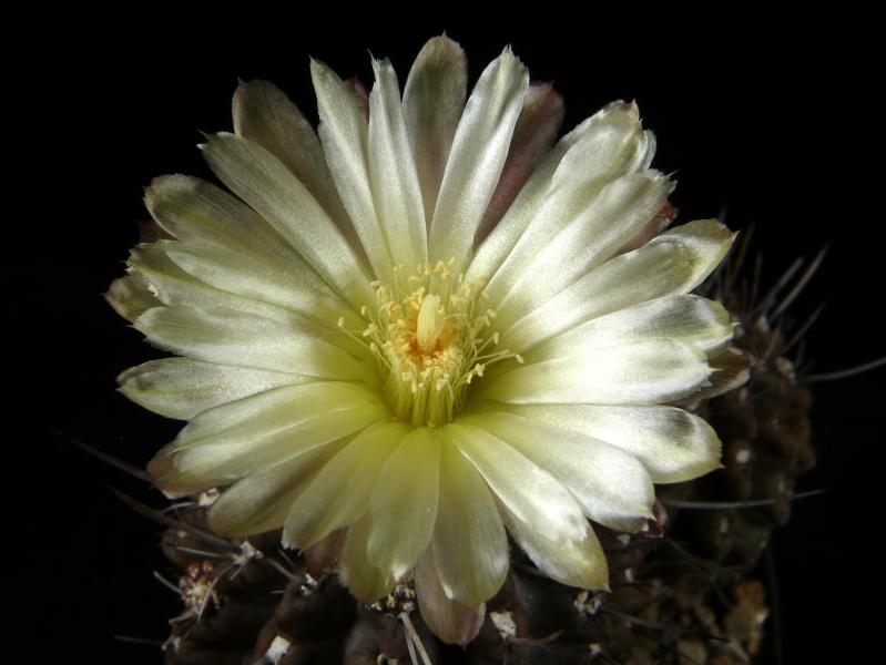 Flower of mother plant