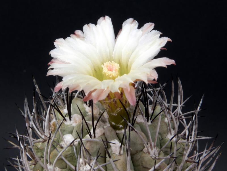 Motherplant with flower