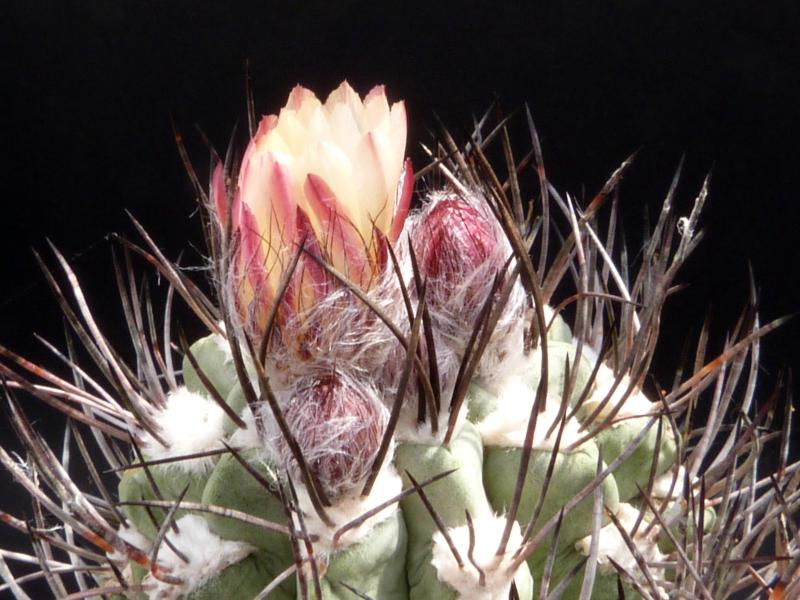 Mother plant with buds