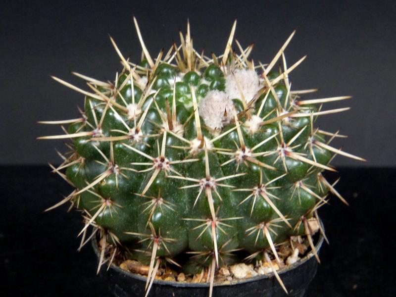 Sales plant (sample)