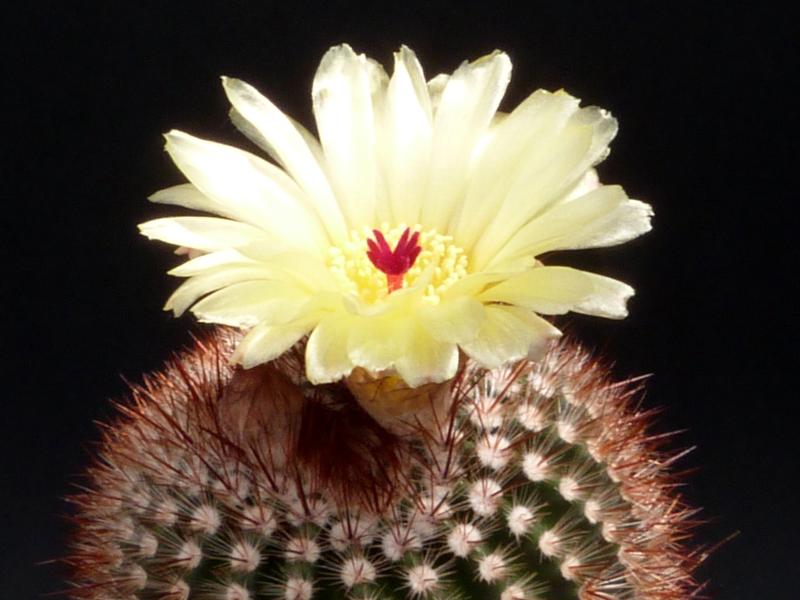 Blüte der Mutterpflanze