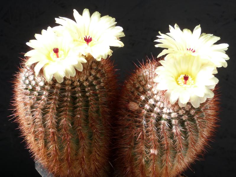 Blüte einer Mutterpflanze