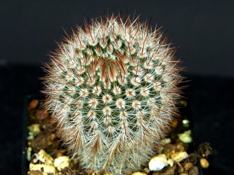 Sales plant (sample)