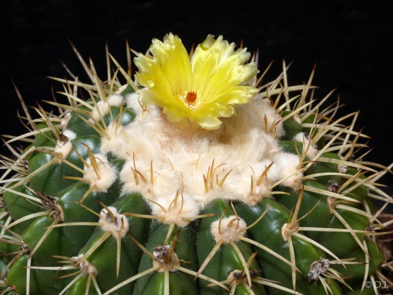 Blüte einer Mutterpflanze