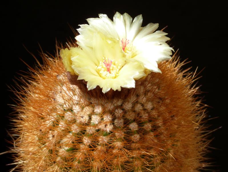 Mother plant with flowers