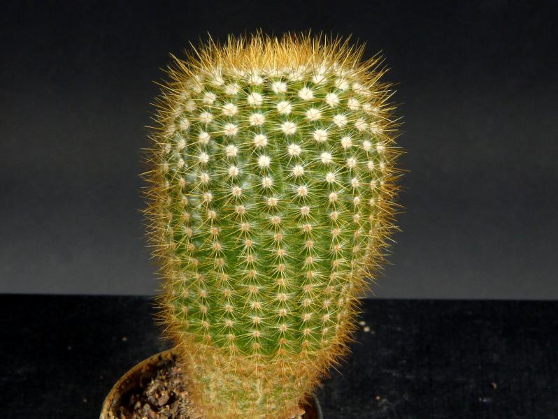 Sales plant (sample)