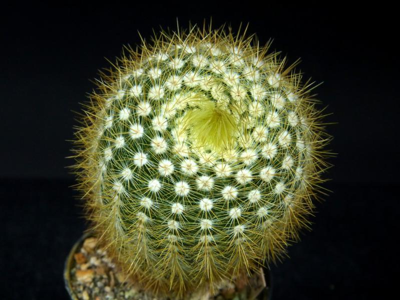 Sales plant (sample)