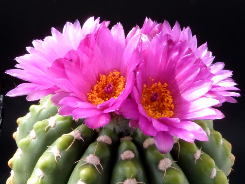 Mother plant