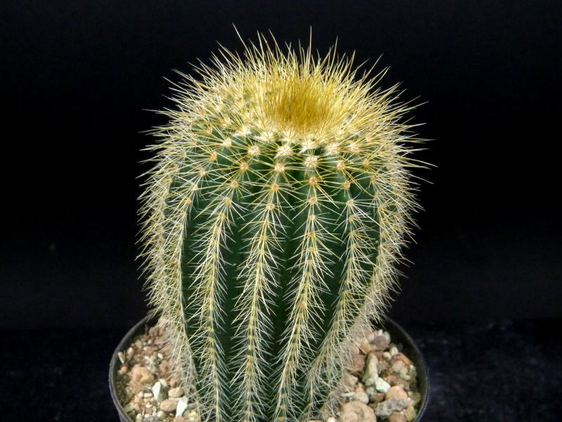 Sales plant (sample)