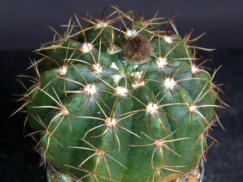 Sales plant with bud