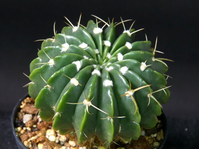 Verkaufspflanze (Beispiel)