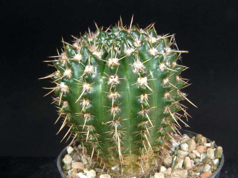 Sales plant (sample)