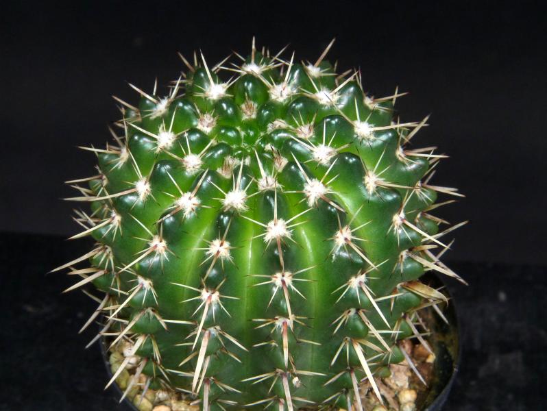 Sales plant (sample)