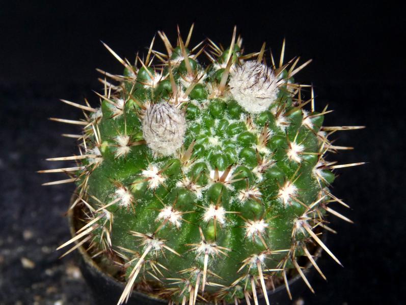 Sales plant with buds