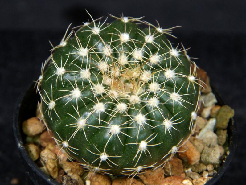 Notocactus uebelmannianus