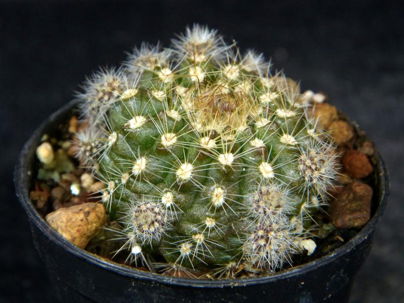 Verkaufspflanze (Beispiel)