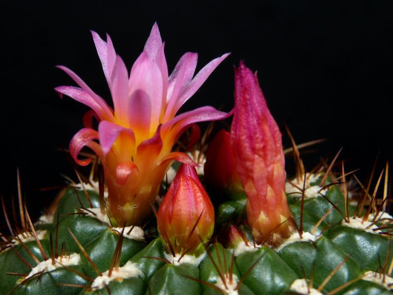 Flower of mother plant