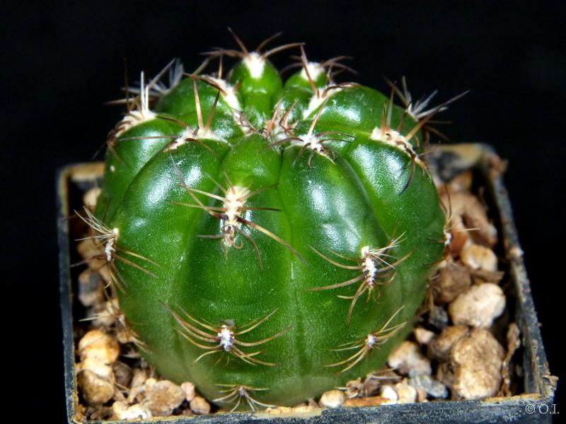 Sales plant (sample)