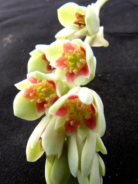 Blüten der Mutterpflanze