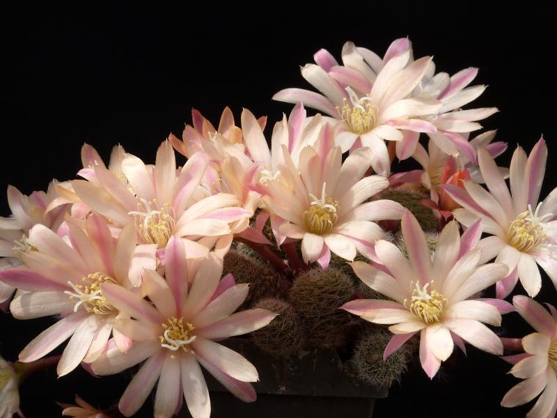 Flowers of mother plant
